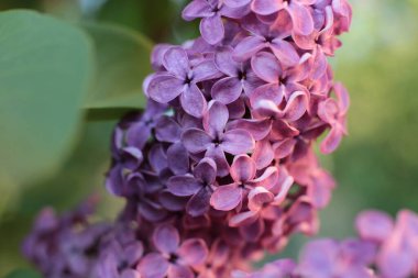 Yaz çiçeklerinin cilvesi güzel çiçek açan makro fotoğraf