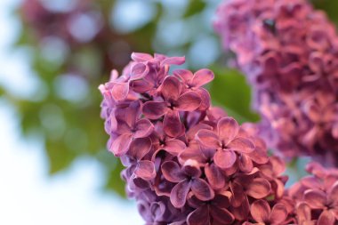 Yaz çiçeklerinin cilvesi güzel çiçek açan makro fotoğraf