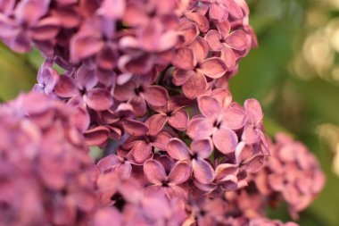 Yaz çiçeklerinin cilvesi güzel çiçek açan makro fotoğraf