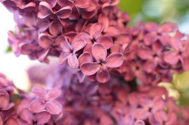 Yaz çiçeklerinin cilvesi güzel çiçek açan makro fotoğraf