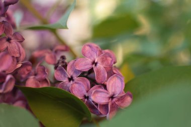 Yaz çiçeklerinin cilvesi güzel çiçek açan makro fotoğraf