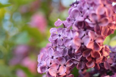 Yaz çiçeklerinin cilvesi güzel çiçek açan makro fotoğraf
