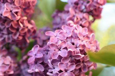 Yaz çiçeklerinin cilvesi güzel çiçek açan makro fotoğraf