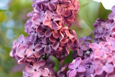 Yaz çiçeklerinin cilvesi güzel çiçek açan makro fotoğraf
