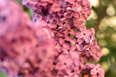 Yaz çiçeklerinin cilvesi güzel çiçek açan makro fotoğraf