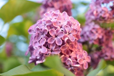 Yaz çiçeklerinin cilvesi güzel çiçek açan makro fotoğraf