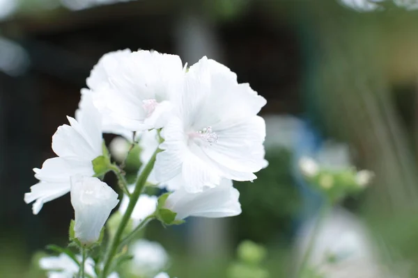 Été Floraison Nombreuses Fleurs Lumineux Beau Fond Lumière Pour Calendrier — Photo