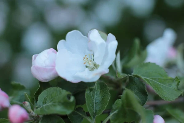 Літнє Цвітіння Багатьох Квітів Яскравий Красивий Світлий Фон Календаря Найпопулярніші — стокове фото