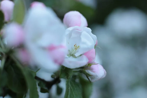 Floración Verano Muchas Flores Brillante Hermoso Fondo Luz Para Calendario — Foto de Stock