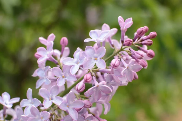 多くの花の夏の開花 カレンダーのための明るい美しい光の背景最も人気のある花マクロ写真 — ストック写真