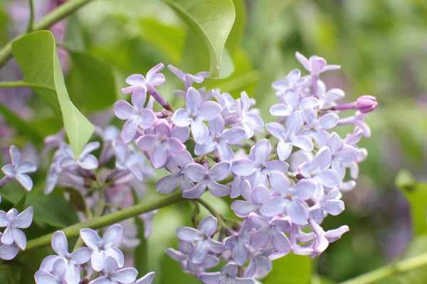 Sommar Blommar Många Blommor Ljusa Vackra Ljus Bakgrund För Kalendern — Stockfoto