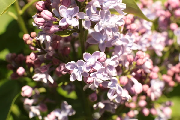 Sommar Blommar Många Blommor Ljusa Vackra Ljus Bakgrund För Kalendern — Stockfoto