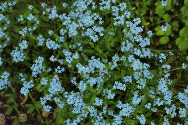 Fioritura Estiva Molti Fiori Luminoso Sfondo Luce Bella Calendario Fiori — Foto Stock