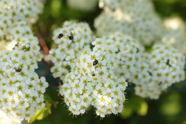 Letní Kvetení Mnoha Květin Jasné Krásné Světlo Pozadí Pro Kalendář — Stock fotografie