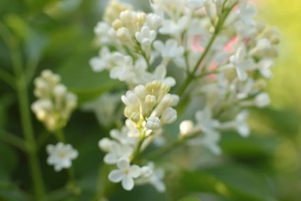 多くの花の夏の開花 カレンダーのための明るい美しい光の背景最も人気のある花マクロ写真 — ストック写真