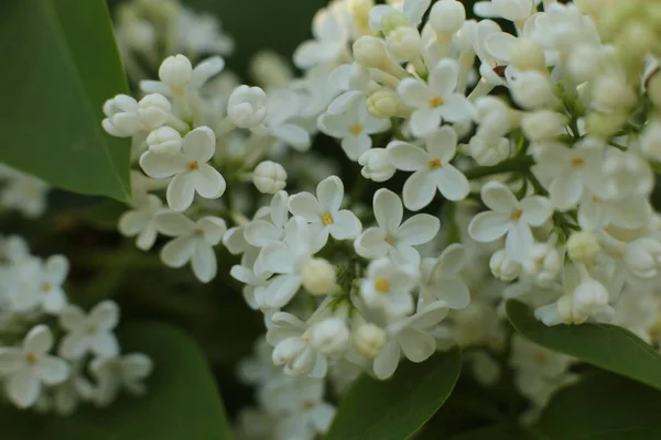 Fioritura Estiva Molti Fiori Luminoso Sfondo Luce Bella Calendario Fiori — Foto Stock