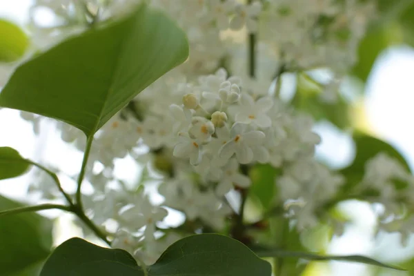 Floración Verano Muchas Flores Brillante Hermoso Fondo Luz Para Calendario —  Fotos de Stock