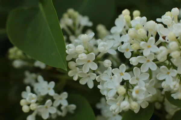 Fioritura Estiva Molti Fiori Luminoso Sfondo Luce Bella Calendario Fiori — Foto Stock