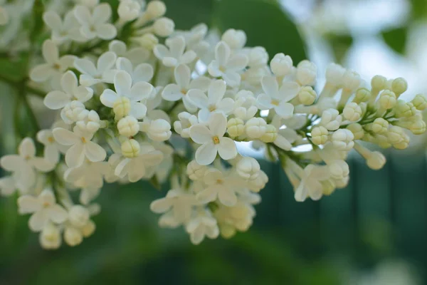 Fioritura Estiva Molti Fiori Luminoso Sfondo Luce Bella Calendario Fiori — Foto Stock