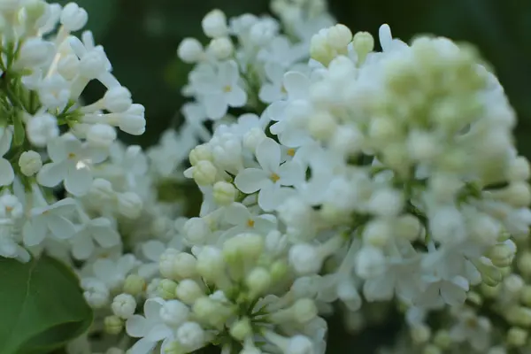 Καλοκαίρι Άνθιση Πολλών Λουλουδιών Φωτεινό Όμορφο Φως Φόντο Για Ημερολόγιο — Φωτογραφία Αρχείου