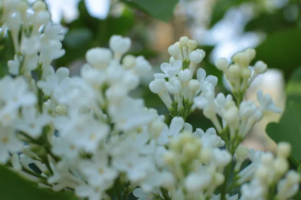 Fioritura Estiva Molti Fiori Luminoso Sfondo Luce Bella Calendario Fiori — Foto Stock