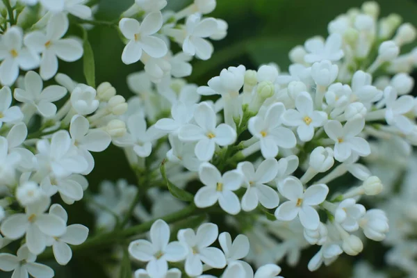 Fioritura Estiva Molti Fiori Luminoso Sfondo Luce Bella Calendario Fiori — Foto Stock