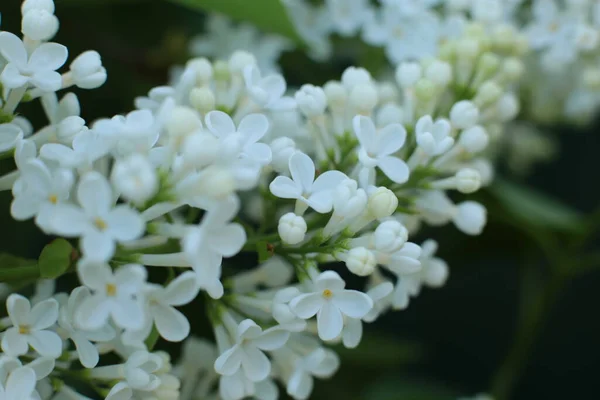 Fioritura Estiva Molti Fiori Luminoso Sfondo Luce Bella Calendario Fiori — Foto Stock