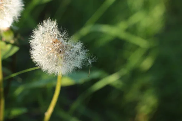 Yaz Çiçeklerinin Cilvesi Güzel Çiçek Açan Makro Fotoğraf — Stok fotoğraf