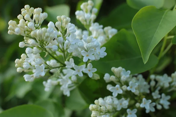 Yaz çiçeklerinin cilvesi güzel çiçek açan makro fotoğraf