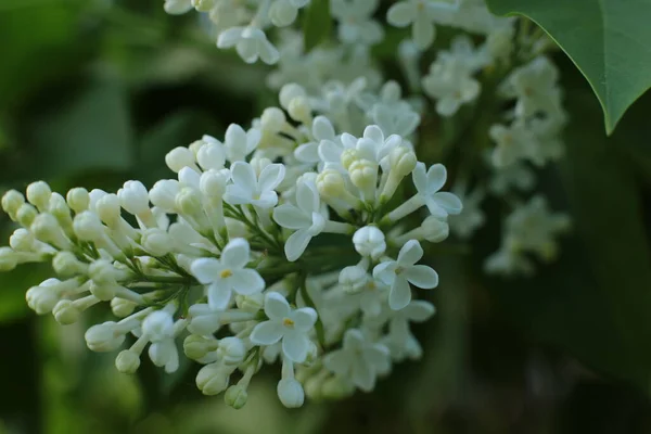 Blomstã Llning Sommar Blommor Vacker Blomma Makro Foto — Stockfoto