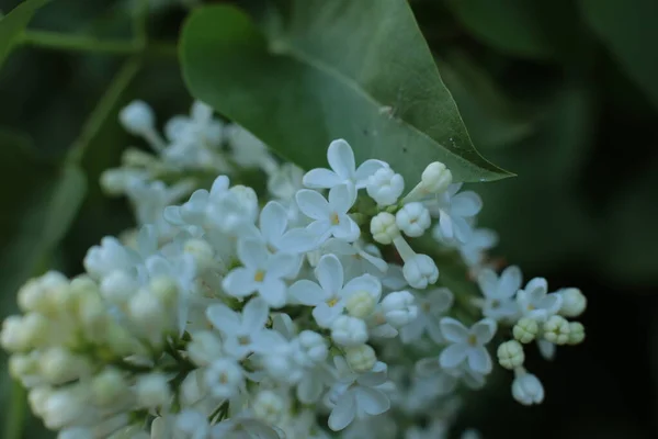 Květenství Letních Květin Krásný Květ Makro Fotografie — Stock fotografie