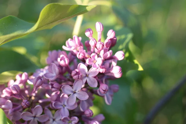 Yaz çiçeklerinin cilvesi güzel çiçek açan makro fotoğraf