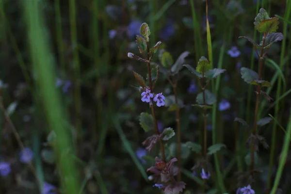 Blütenstand Der Sommerblumen Schöne Blüte Makro Foto — Stockfoto