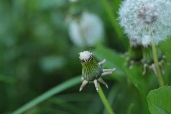 Yaz Çiçeklerinin Cilvesi Güzel Çiçek Açan Makro Fotoğraf — Stok fotoğraf