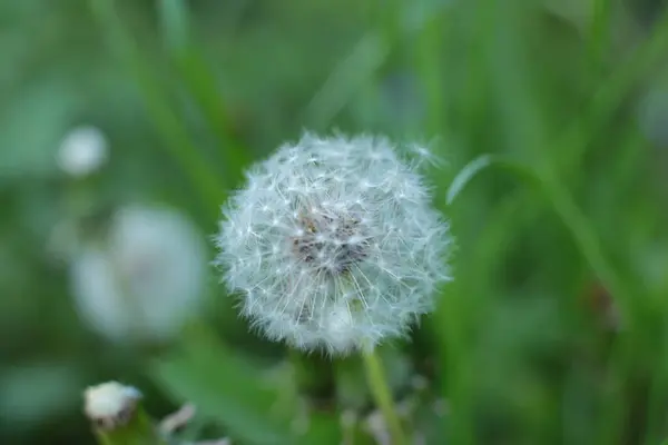 Blütenstand Der Sommerblumen Schöne Blüte Makro Foto — Stockfoto