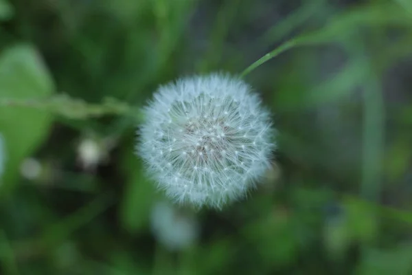 Bloeiwijze Van Zomer Bloemen Mooie Bloem Macro Foto — Stockfoto