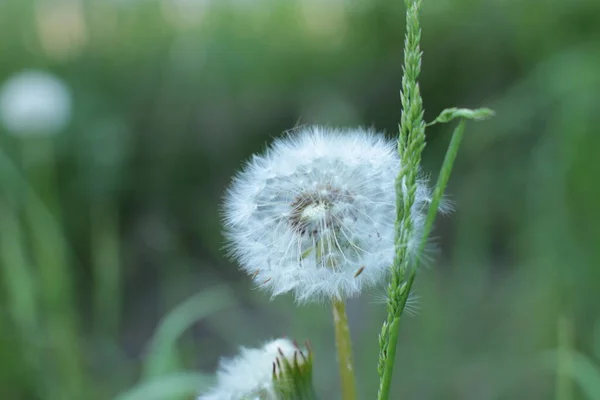 Inflorescence Summer Flowers Beautiful Bloom Macro Photo — Stock Photo, Image