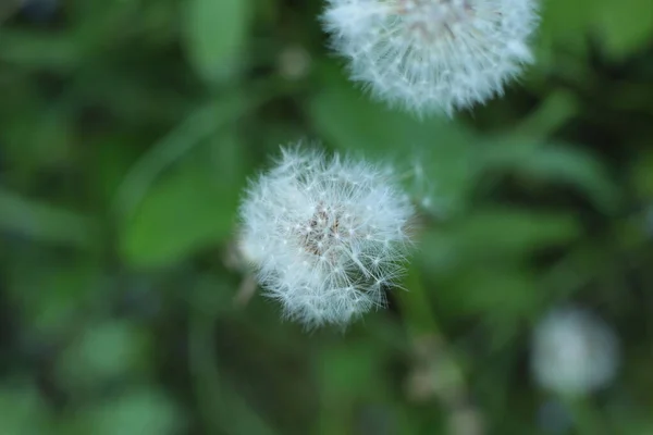 Blütenstand Der Sommerblumen Schöne Blüte Makro Foto — Stockfoto
