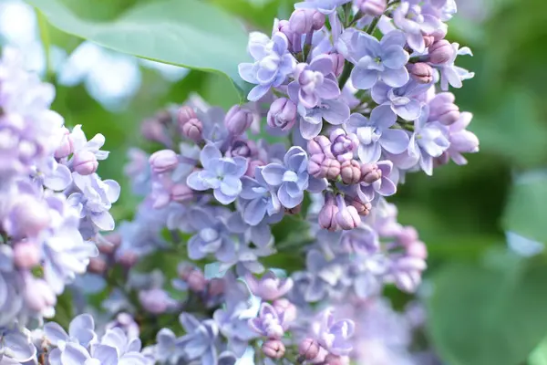 夏の花の花序美しい花マクロ写真 — ストック写真