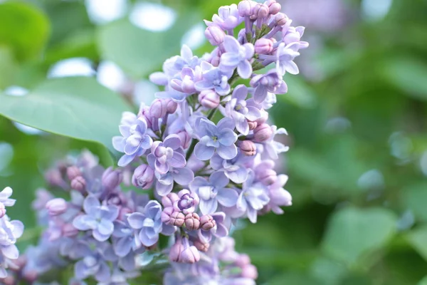 Inflorescência Flores Verão Bela Flor Foto Macro — Fotografia de Stock