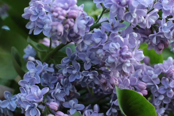 夏の花の花序美しい花マクロ写真 — ストック写真