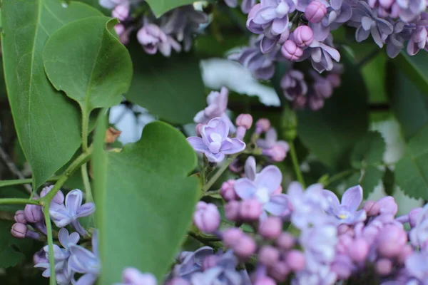 Yaz çiçeklerinin cilvesi güzel çiçek açan makro fotoğraf