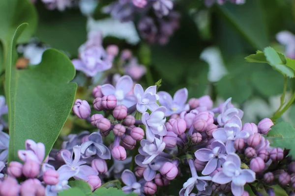 夏の花の花序美しい花マクロ写真 — ストック写真