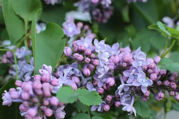 Yaz çiçeklerinin cilvesi güzel çiçek açan makro fotoğraf