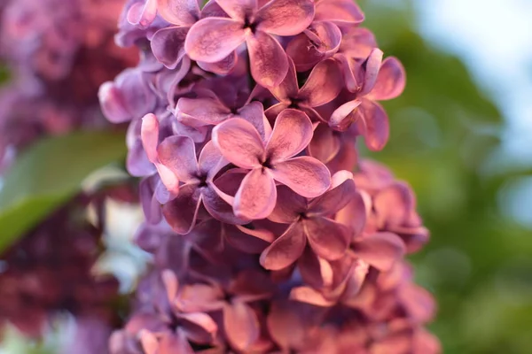 Yaz çiçeklerinin cilvesi güzel çiçek açan makro fotoğraf