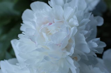 Yaz çiçeklerinin cilvesi güzel çiçek açan makro fotoğraf