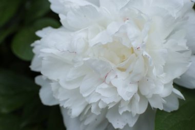 Yaz çiçeklerinin cilvesi güzel çiçek açan makro fotoğraf