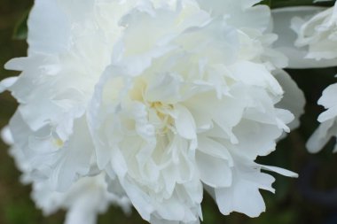 Yaz çiçeklerinin cilvesi güzel çiçek açan makro fotoğraf