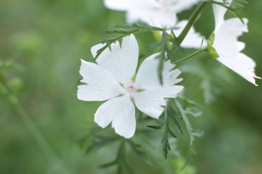 Yaz çiçeklerinin cilvesi güzel çiçek açan makro fotoğraf