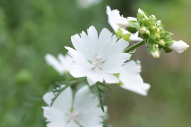 Yaz çiçeklerinin cilvesi güzel çiçek açan makro fotoğraf